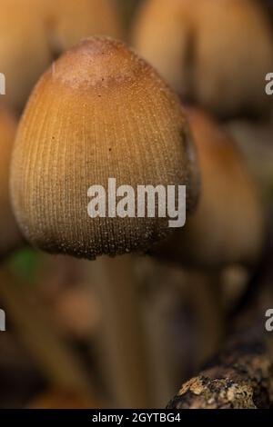 MICA Cap - Coprinellus micaceus.Coalpit Hill. Banque D'Images