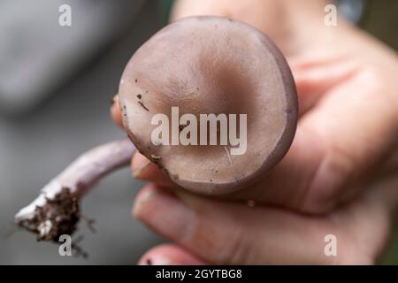 Lepista nuda, le Bois Blewit, Coalpit Hill Foray. Banque D'Images