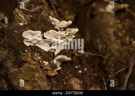 Spécimens de la forêt de Coalpit Hill. Banque D'Images