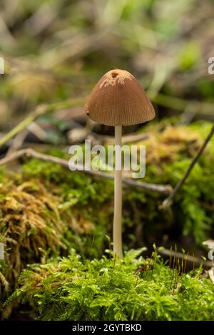 Brittlestem conique - Parasola conopilus.Coalpit Hill. Banque D'Images