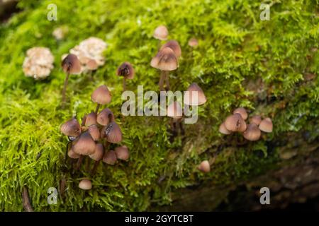 Saignement mycena - Mycena haematopus.Purge le liquide rouge lors de la coupe.Coalpit Hill. Banque D'Images