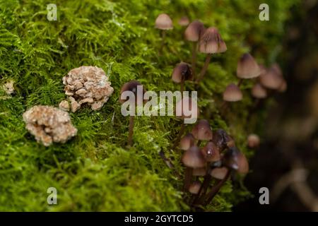 Saignement mycena - Mycena haematopus.Purge le liquide rouge lors de la coupe.Coalpit Hill. Banque D'Images