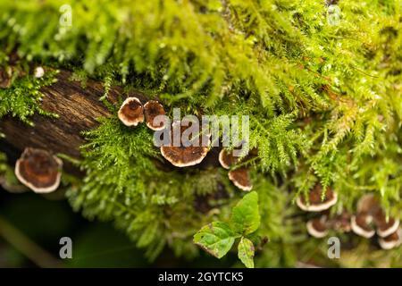 Saignement mycena - Mycena haematopus.Purge le liquide rouge lors de la coupe.Coalpit Hill. Banque D'Images