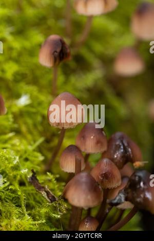 Saignement mycena - Mycena haematopus.Purge le liquide rouge lors de la coupe.Coalpit Hill. Banque D'Images