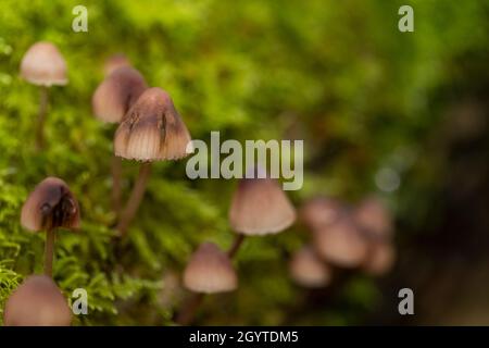 Saignement mycena - Mycena haematopus.Purge le liquide rouge lors de la coupe.Coalpit Hill. Banque D'Images