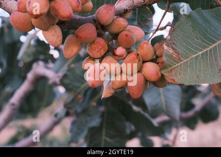 Pistacia vera ou pistachios bouquet de noix mûres rouges Banque D'Images