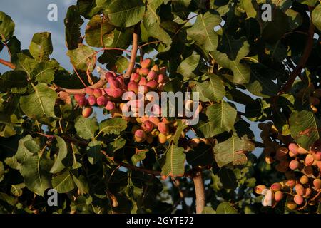 Pistacia vera ou pistachios bouquet de noix mûres rouges Banque D'Images