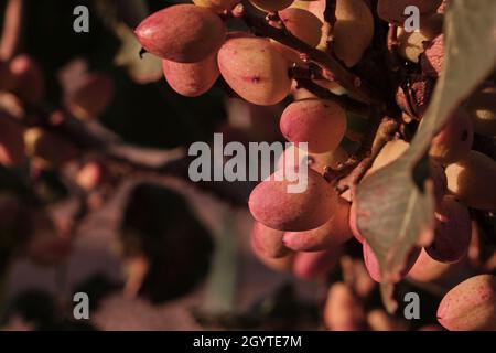 Pistacia vera ou pistachios bouquet de noix mûres rouges Banque D'Images