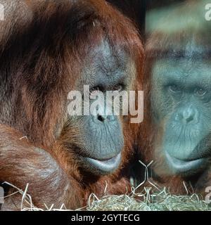 Une femme orangé regardant la fenêtre dans un zoo, portrait Banque D'Images