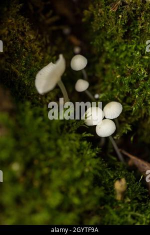 Spécimens de la forêt de Coalpit Hill. Banque D'Images