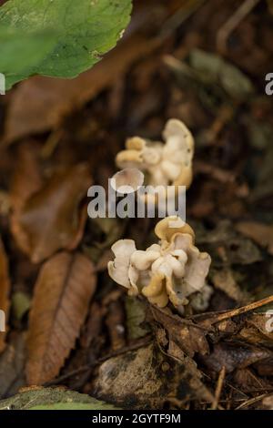 Champignon de selle blanc - Helvella crispa.Commun dans les bois de hêtre et à côté du sentier.Non comestible.Coalpit Hill. Banque D'Images