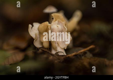 Champignon de selle blanc - Helvella crispa.Commun dans les bois de hêtre et à côté du sentier.Non comestible.Coalpit Hill. Banque D'Images