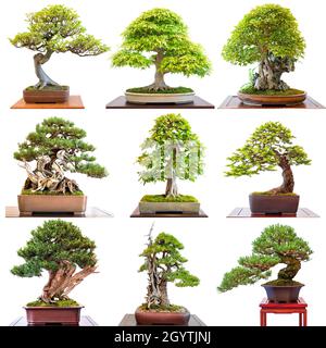Différents arbres bonsaï conifères et arbres décidus sur fond blanc. Banque D'Images