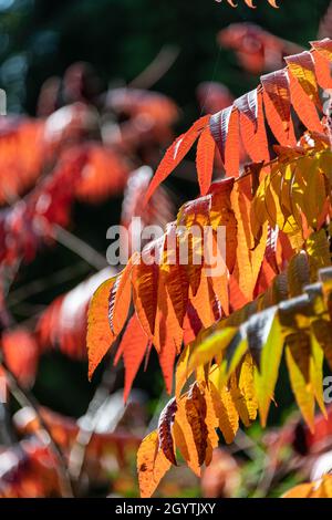 Newton Abbot, Royaume-Uni.Samedi 9 octobre 2021.Les feuilles deviennent orange et rouge vif au soleil d'automne par beau temps au Royaume-Uni.Credit: Thomas Faull/Alamy Live News Banque D'Images