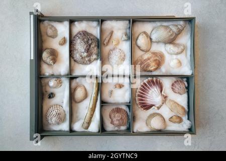 Boîte avec coquilles de la mer du Nord, utilisée pour la détermination en classe biologique Banque D'Images