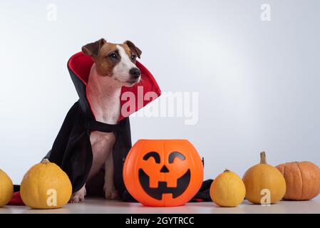 Chien dans un manteau de vampire et Jack-o-lanterne sur un fond blanc. Halloween Jack Russell Terrier en costume de comte Dracula Banque D'Images