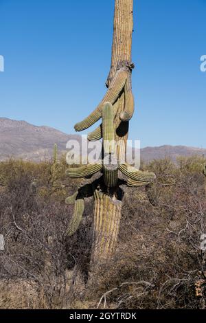 Un géant en pleine détérioration Saguaro Cactus, Carnegiea gigantea, dans le parc national de Saguaro, Tucson, Arizona. Banque D'Images