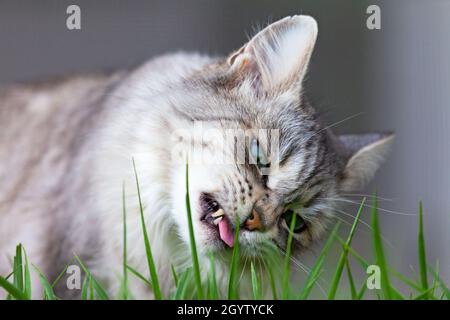 Chat argenté de beauté avec de longs cheveux dans un jardin Banque D'Images