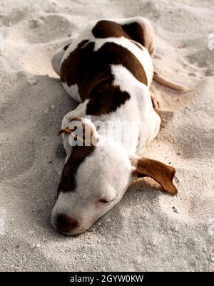 Chiot fosse taureau reposant dans le sable à la plage Banque D'Images