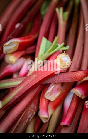 Une photographie plein cadre de tiges de rhubarbe sur un marché Banque D'Images