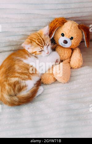 Ginger chaton dort sur le lit dans une étreinte avec un jouet.Photo verticale Banque D'Images