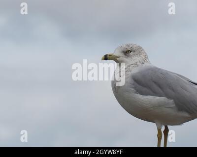 Vue rapprochée d'un mouette près de la rivière des Outaouais avec un ciel nuageux en arrière-plan. Banque D'Images