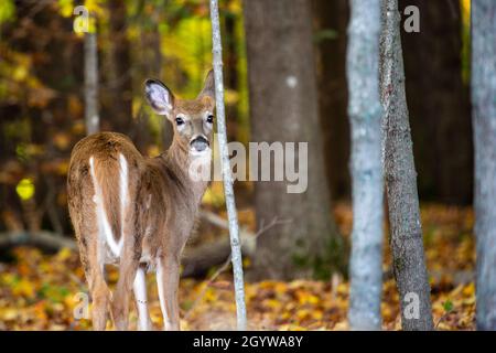 Buck fauve de cerf de Virginie (odocoileus virginianus) debout dans une forêt du Wisconsin, à l'horizontale Banque D'Images