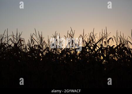 Silhouette d'un champ de maïs à la fin de septembre, horizontal Banque D'Images