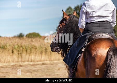 Art classique de l'équitation: Un cavalier dans une jupe d'équitation sur une pura de baie raza espanola cheval Banque D'Images