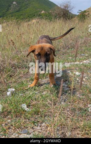 un petit chien courant dans le champ Banque D'Images