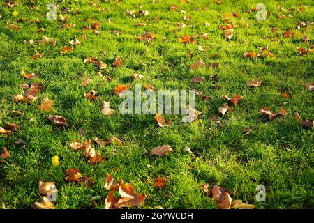 Prairie verte avec feuilles d'automne. Banque D'Images
