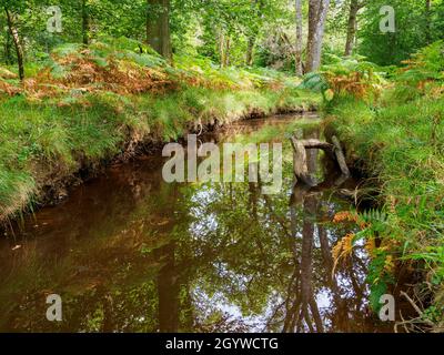 Ruisseau en automne, la New Forest, Hampshire, Royaume-Uni Banque D'Images