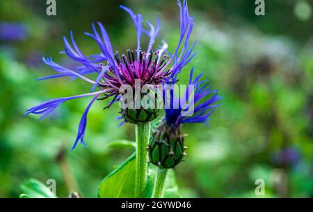 Fleur de Cyanus montanus connue sous le nom de fleur de maïs de montagne ou butto de Bachelor Banque D'Images