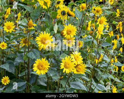 Jolis tournesols jaunes d'Helianthus dans un jardin Banque D'Images