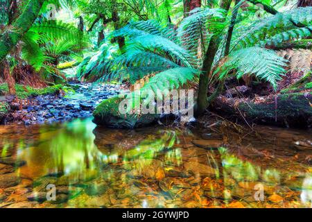 Un ruisseau d'eau douce immaculé au cœur de la forêt tropicale de Tasmanie, en Australie. Banque D'Images