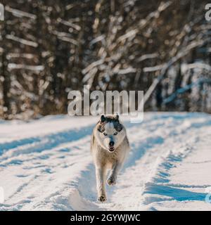 Chien heureux lors d'une promenade hivernale, chien de traîneau husky, chien de jeu dans la neige, marchant près de la forêt. Banque D'Images