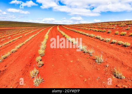 Sol rouge de la ferme tasmanienne de lavande avec de jeunes plantes poussant dans le champ sous ciel bleu. Banque D'Images