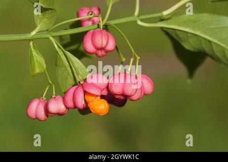 Gros plan le fruit rouge de la broche, la broche européenne, la broche commune (Euonymus europaeus).Famille des Celastraceae.Jardin hollandais, automne, octobre, Banque D'Images