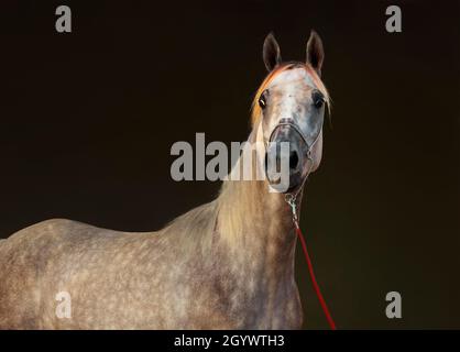 Portrait de cheval gris pommier arabe en noir stable Banque D'Images