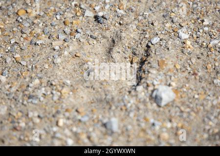 Gros plan d'une piste de coyote (Canis latrans) dans du sable argenté Banque D'Images