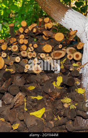 Pile de bois de chauffage sous un arbre et avec des verts en arrière-plan.Photo de haute qualité Banque D'Images