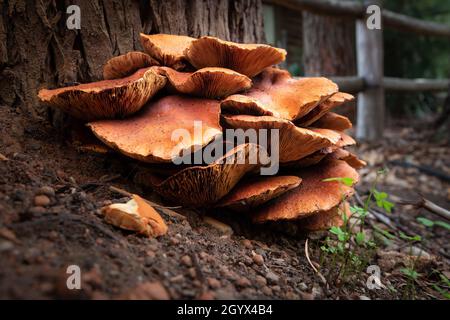 Gros plan des champignons Omphalotus olearius qui poussent près d'un arbre dans une forêt avec un fond flou Banque D'Images