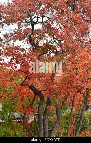 De beaux arbres à feuilles rouges montrant leur couleur étonnante en automne à Thunder Bay, Ontario, Canada, Amérique du Nord. Banque D'Images