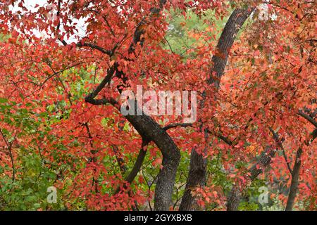 De beaux arbres à feuilles rouges montrant leur couleur étonnante en automne à Thunder Bay, Ontario, Canada, Amérique du Nord. Banque D'Images