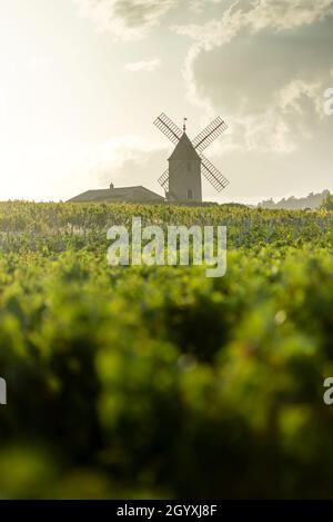 Coucher de soleil sur moulin à vent et vignobles du Moulin-A-vent au Beaujolais en France Banque D'Images