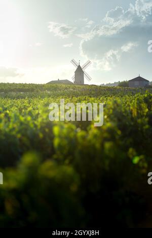 Coucher de soleil sur moulin à vent et vignobles du Moulin-A-vent au Beaujolais en France Banque D'Images