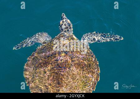 Tortue imbriquée flottant au-dessus de l'océan Banque D'Images