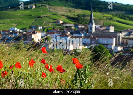 Coquelicots aux abords des villages du Beaujolais, le Perreon Banque D'Images