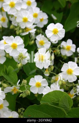 ASTER LINOSYRIS ÉGALEMENT CONNU SOUS LE NOM DE GALATELLA LINOSYRIS OU GOLDILOCKS ASTER. Banque D'Images