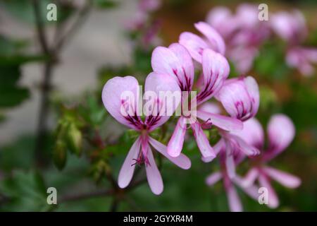 PELARGONIUM SUBLIGNOSUM FLEURS ÉGALEMENT CONNU SOUS LE NOM DE GÉRANIUM LIGNEUX EST UNE PLANTE VIVACE. Banque D'Images
